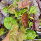 Syngonium Podophyllum ‘Maria’