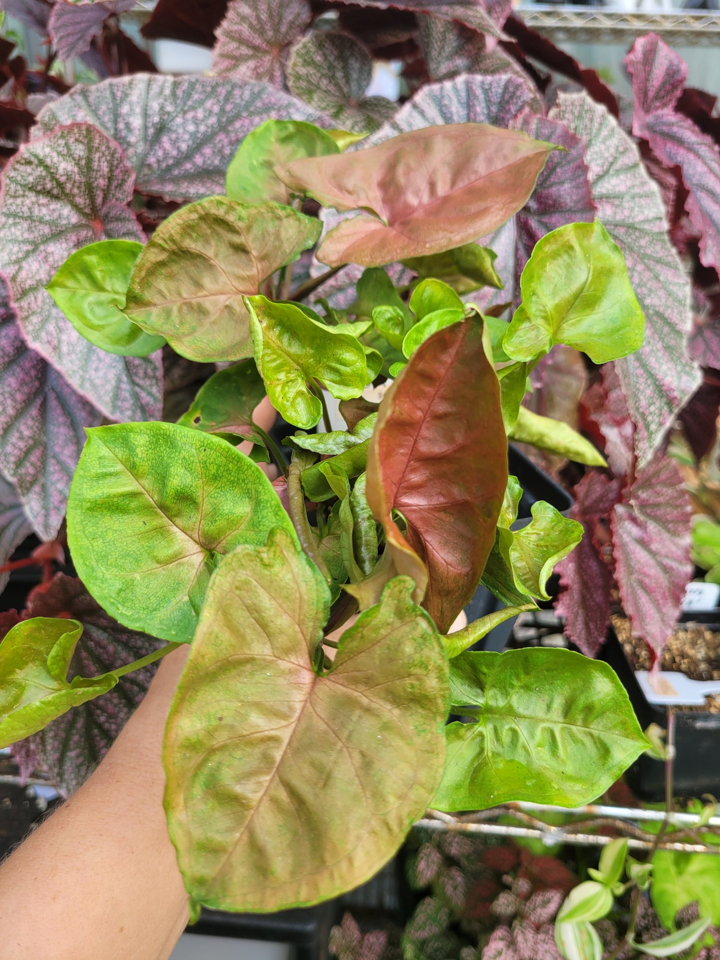 Syngonium Podophyllum ‘Maria’