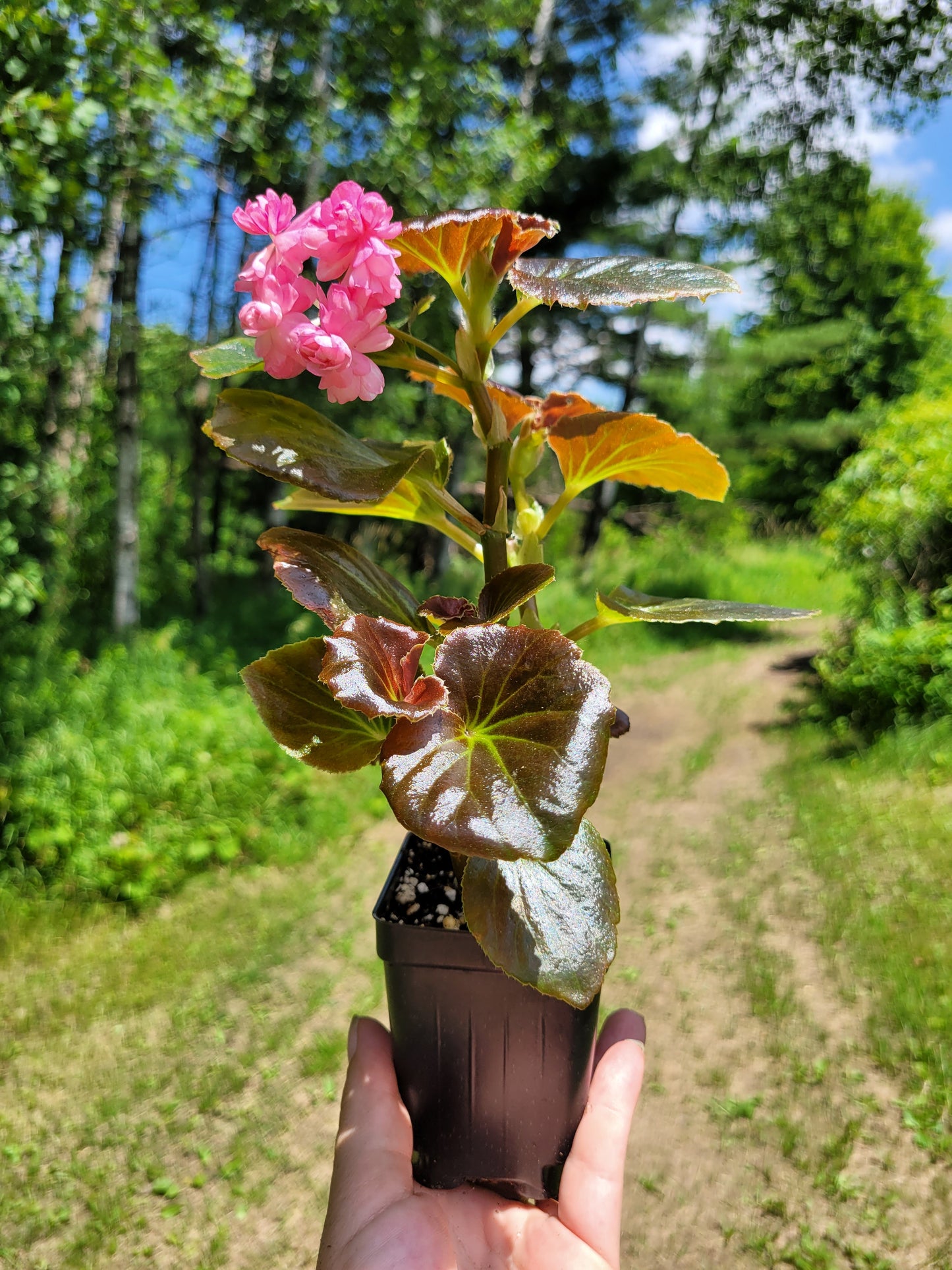 Begonia x semperflorens-cultorum ‘Double Lady Francis Pink’ (Wax Begonia)