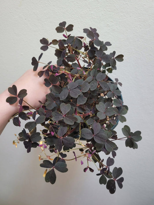 Oxalis vulcanicola ‘Zinfandel’