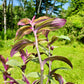 Tradescantia cerinthoides ‘Limelight’