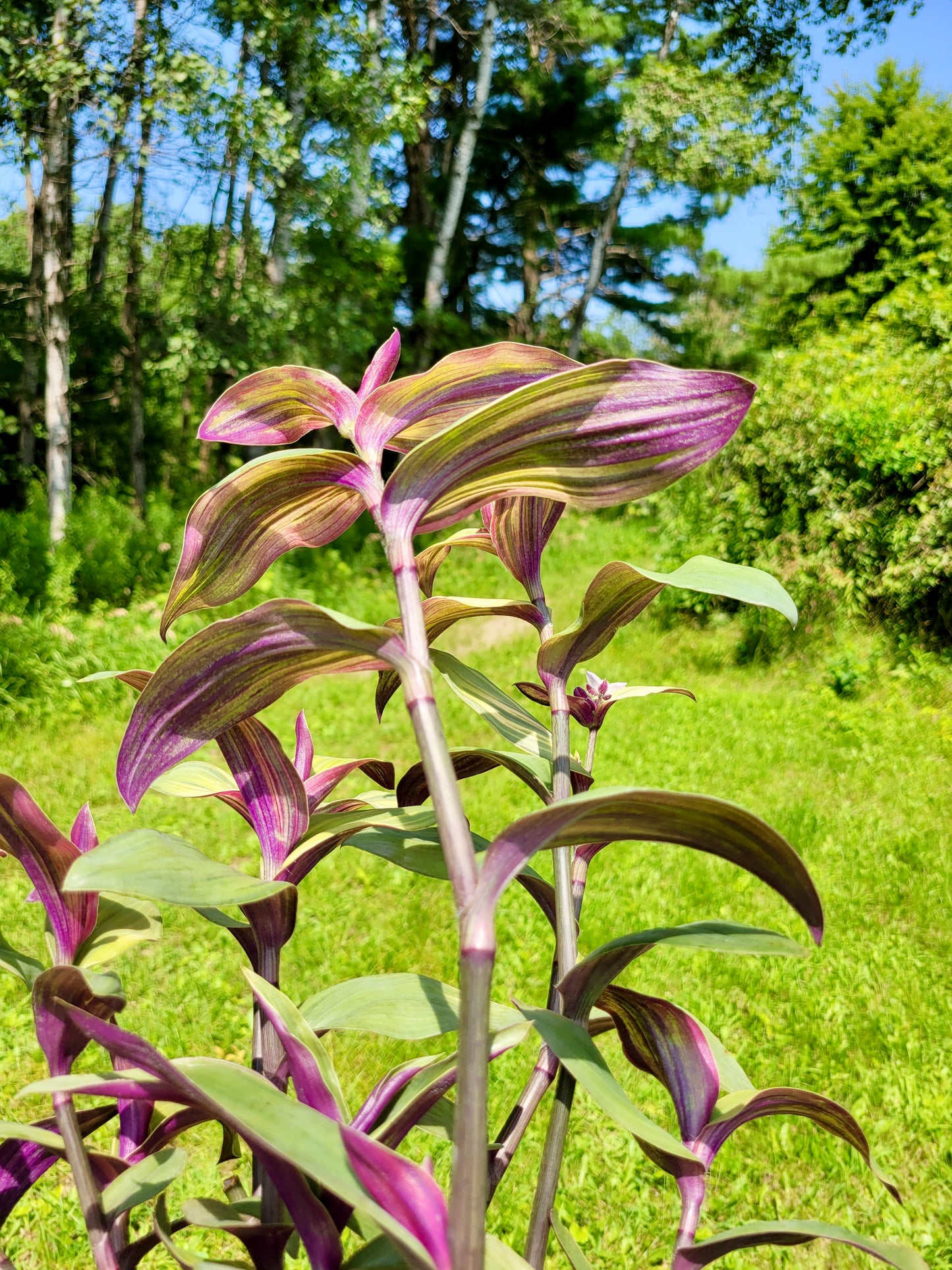 Tradescantia cerinthoides ‘Limelight’