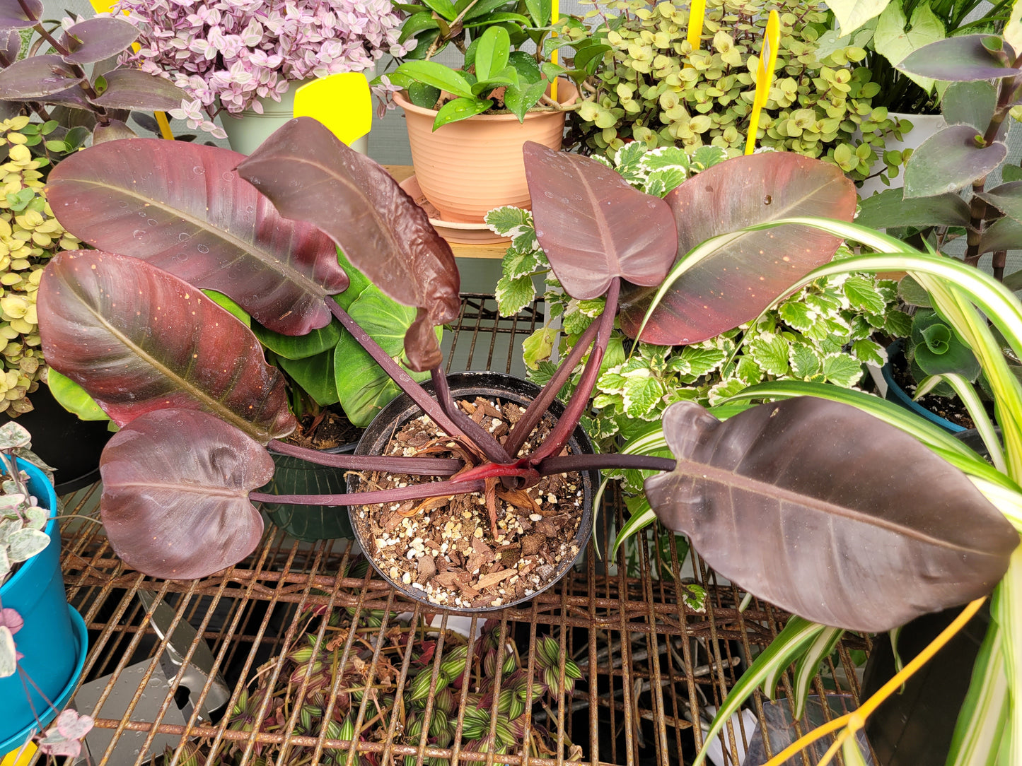 Philodendron ‘Black Cardinal’