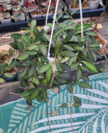 Hoya cv. Rosita