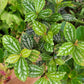 Pilea cadierei “Aluminum plant”