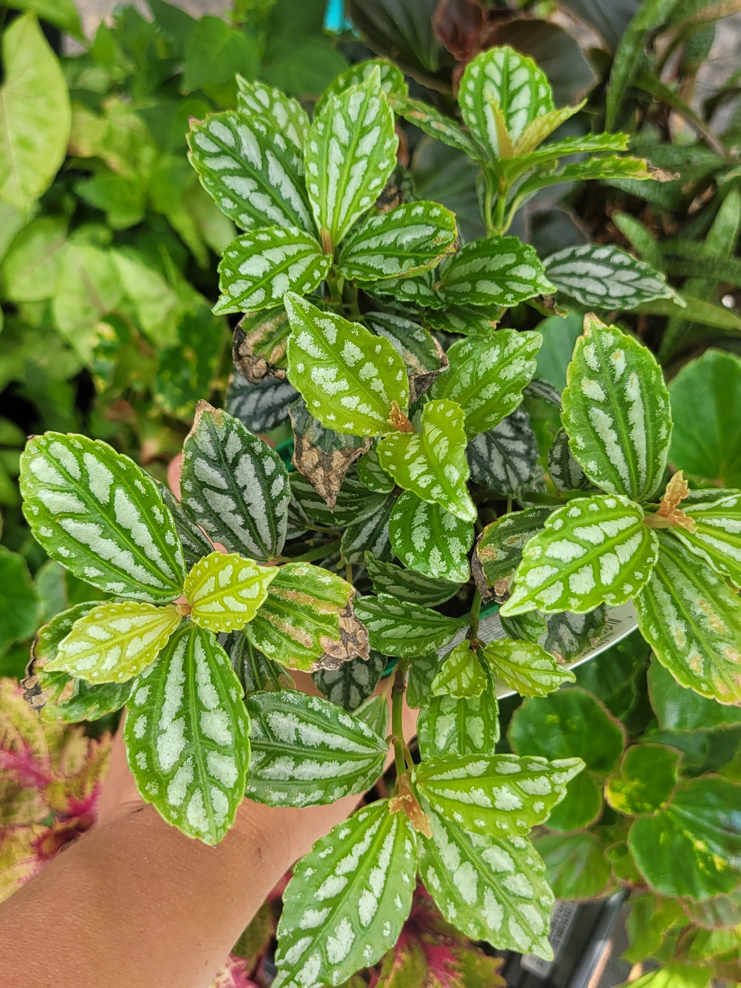 Pilea cadierei “Aluminum plant”