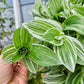 Tradescantia Continental ‘Albovittata’