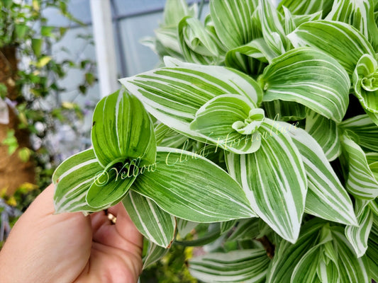 Tradescantia Continental ‘Albovittata’