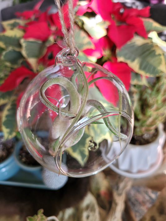 Glass Bulb Terrarium