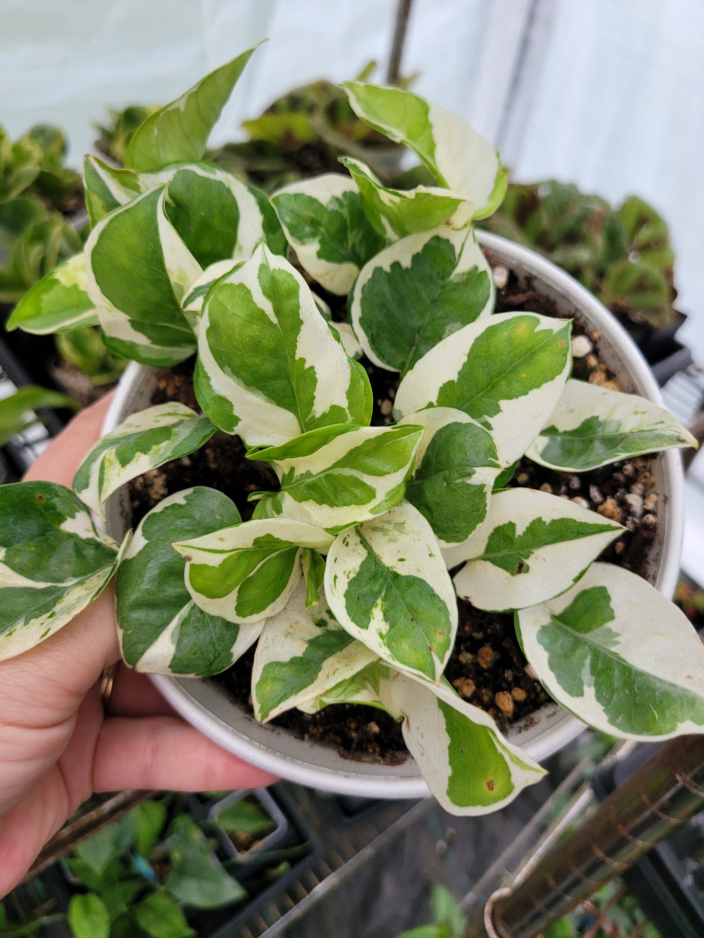Epipremnum aureum ‘NJoy’ Pothos