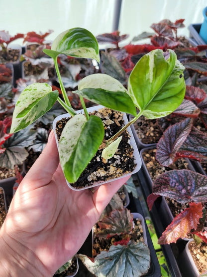 Epipremnum pinnatum ‘Marble’