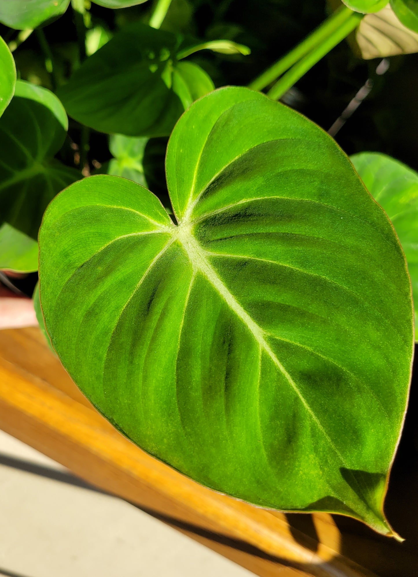 Philodendron ‘Gloriosum’