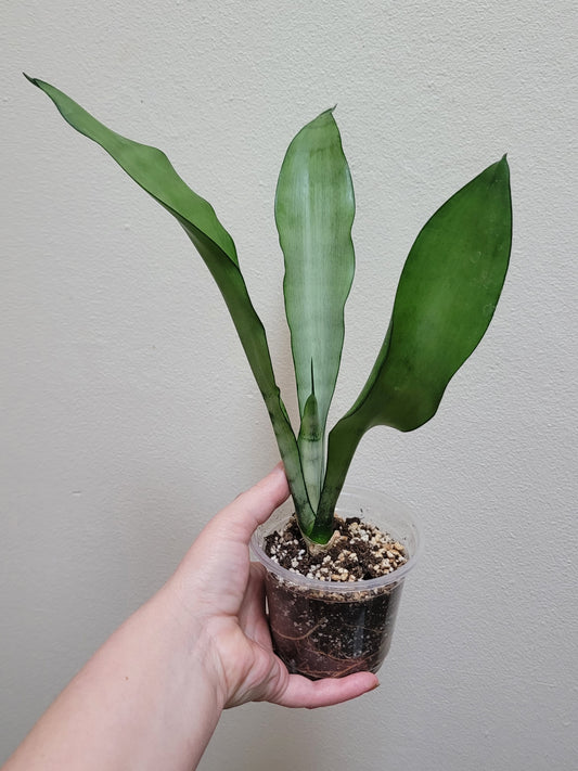 Dracaena (Sansevieria) trifasciata ‘Moonshine’