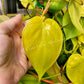 Philodendron Hederaceum Lemon Lime