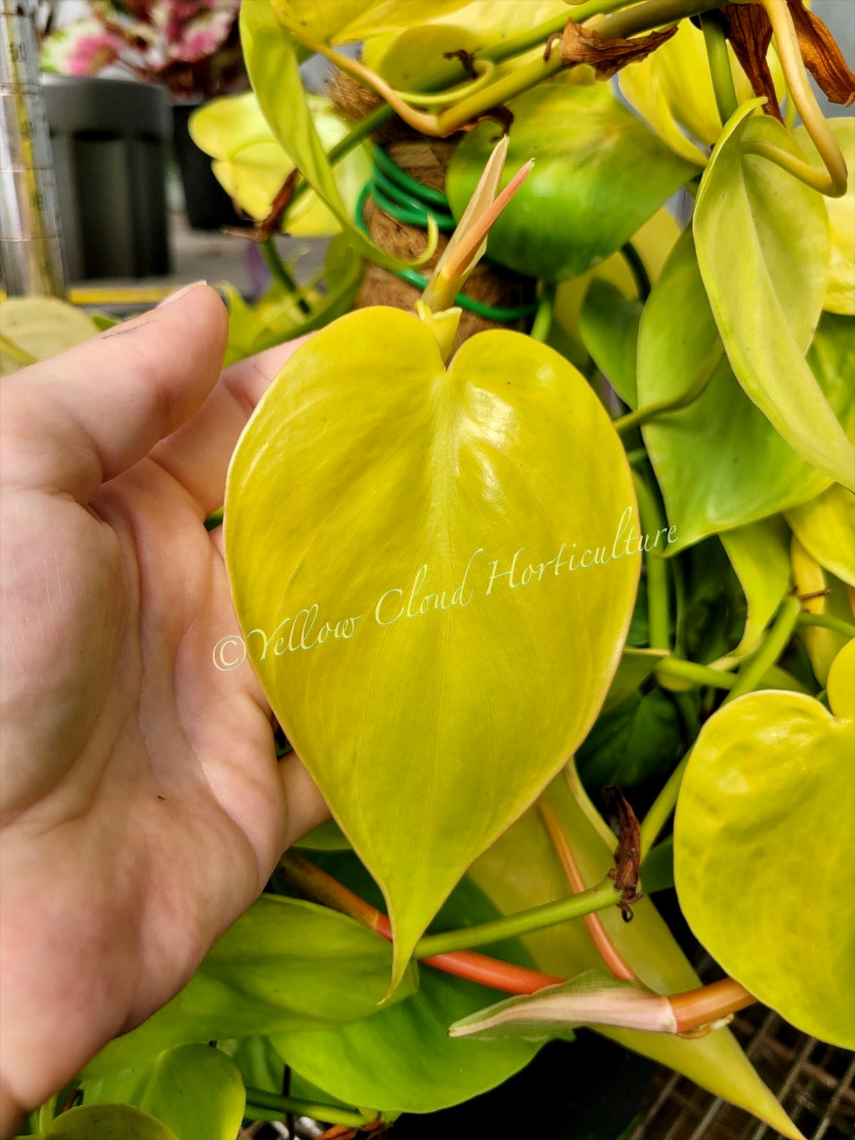 Philodendron Hederaceum Lemon Lime