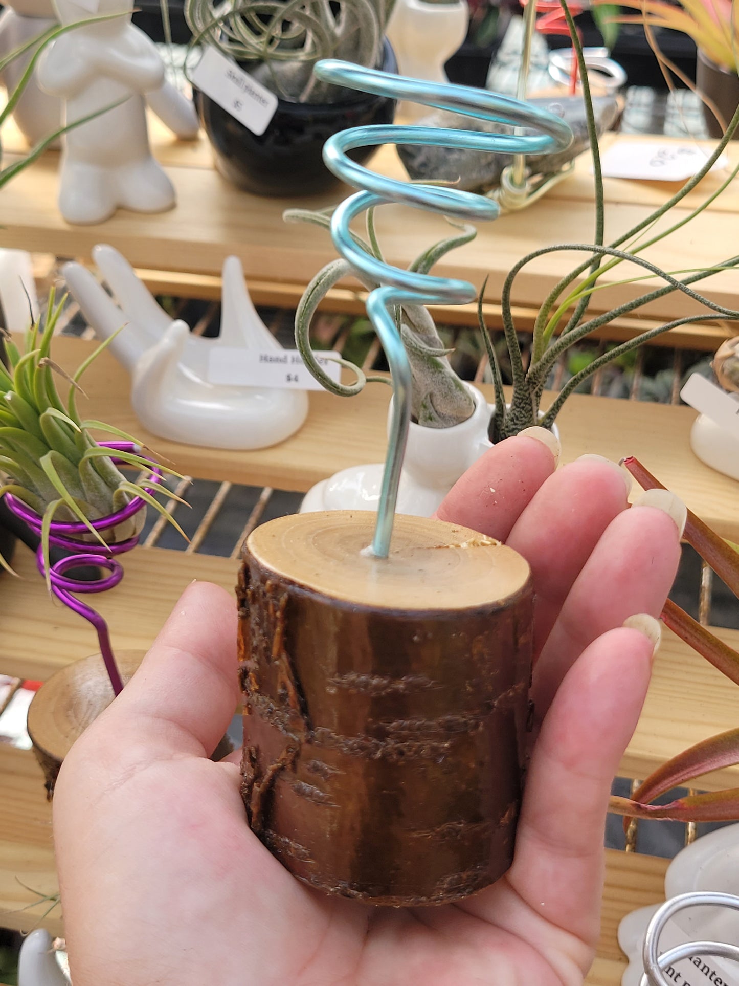 Cherry Wood Air Plant Holder