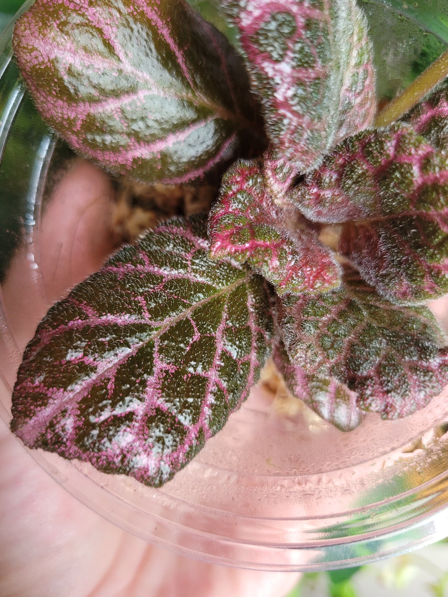 Episcia ‘Strawberry Fields’