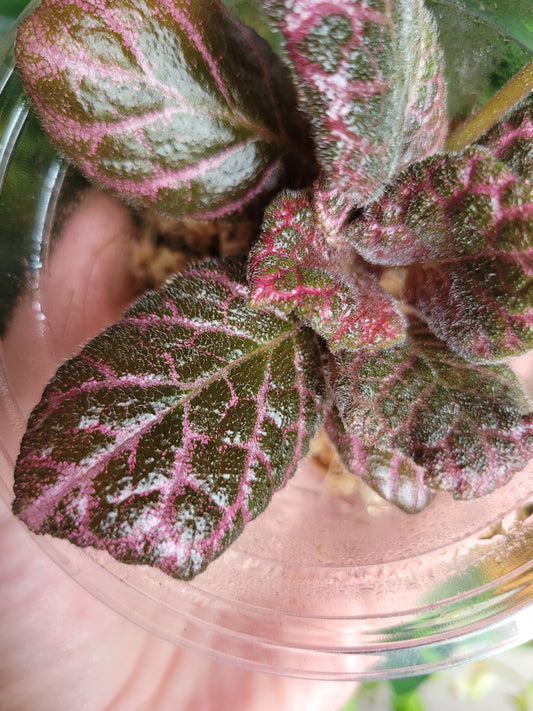 Episcia ‘Strawberry Fields’