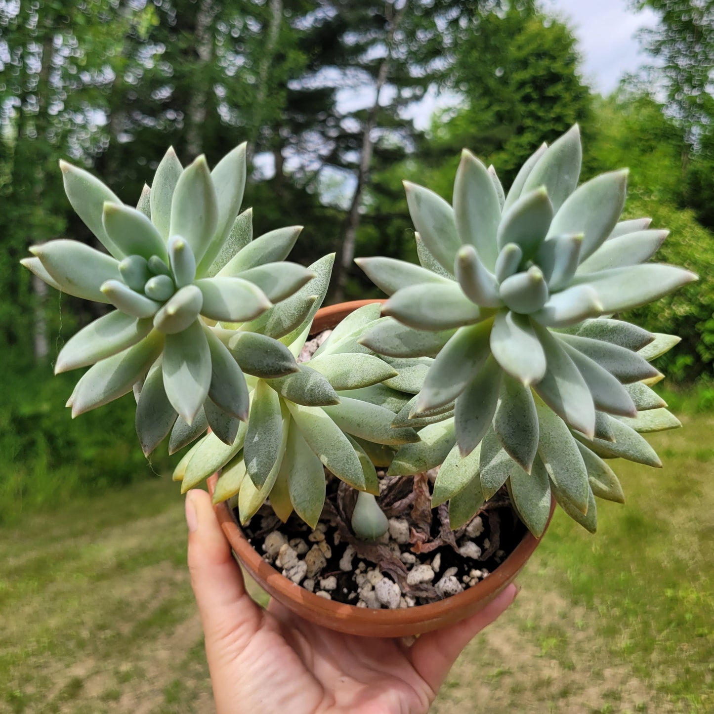 Pachyphytum ‘Moon Silver’