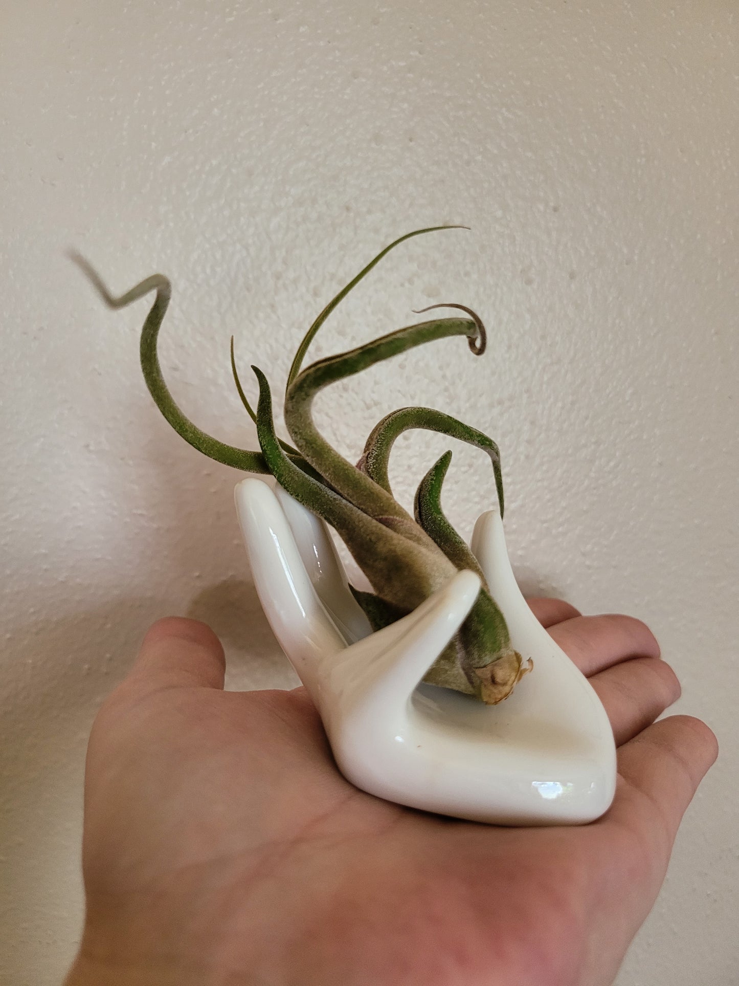 Ceramic Air Plant Holder - Hand