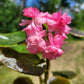 Begonia x semperflorens-cultorum ‘Double Lady Francis Pink’ (Wax Begonia)