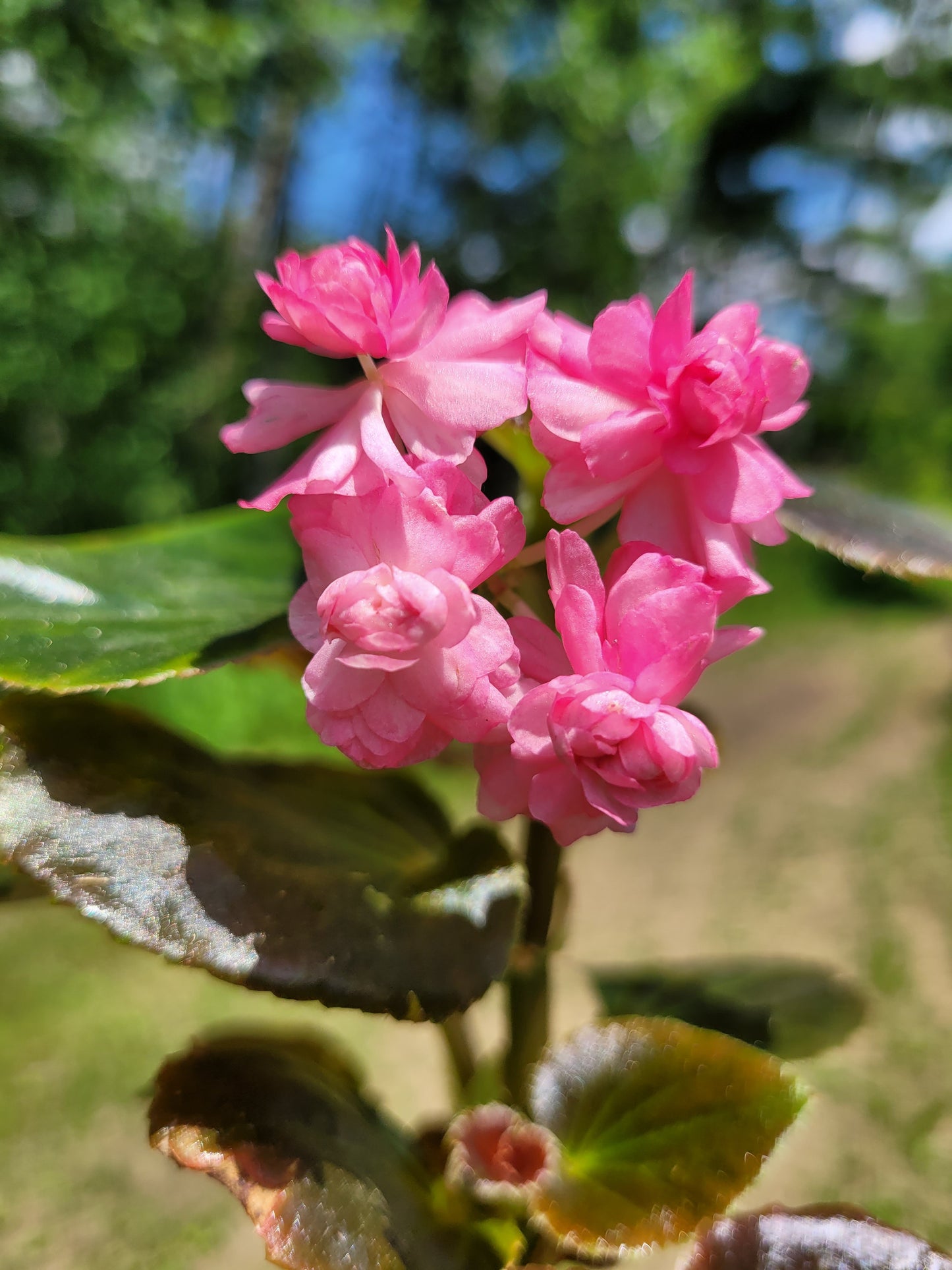 Begonia x semperflorens-cultorum ‘Double Lady Francis Pink’ (Wax Begonia)