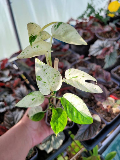 Epipremnum pinnatum ‘Marble’