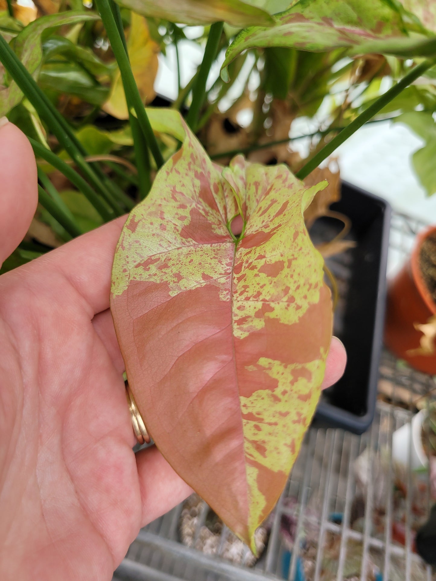 Syngonium Podophyllum ‘Confetti’