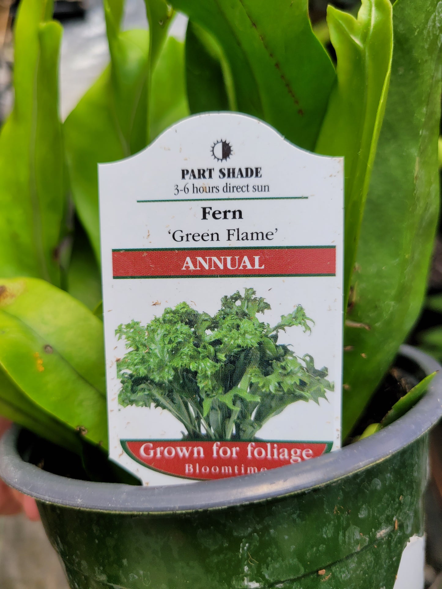 Microsorum punctatum 'Green Flame' (Dwarf Elkhorn Fern)