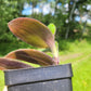 Tradescantia Cerinthoides ‘Red Hill’