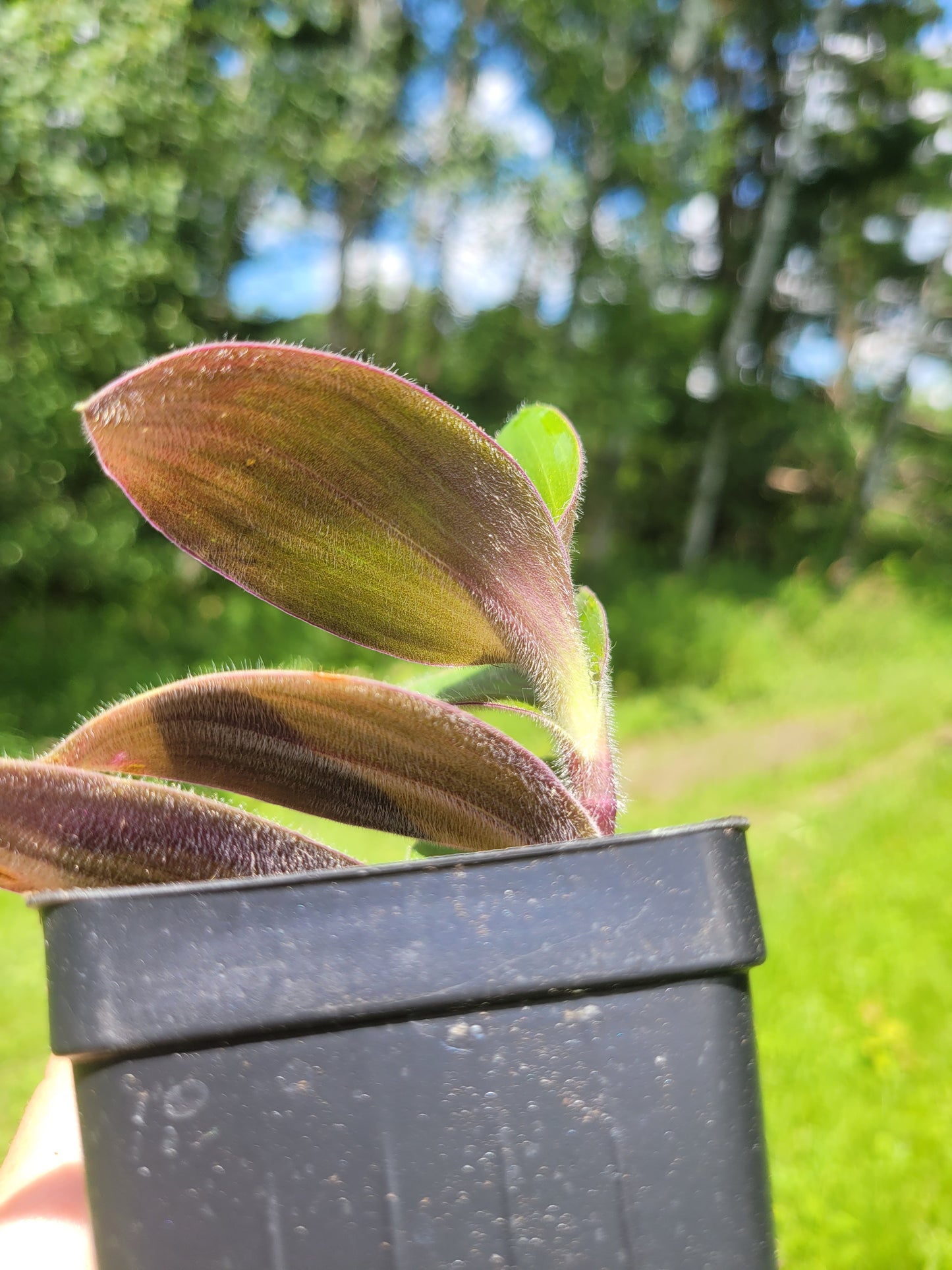 Tradescantia Cerinthoides ‘Red Hill’