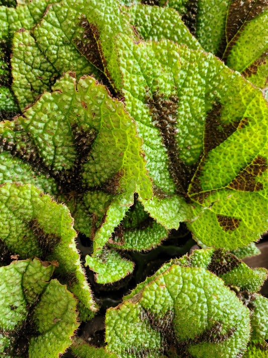 Begonia masoniana (Iron Cross)
