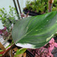 Philodendron ‘White Wizard’