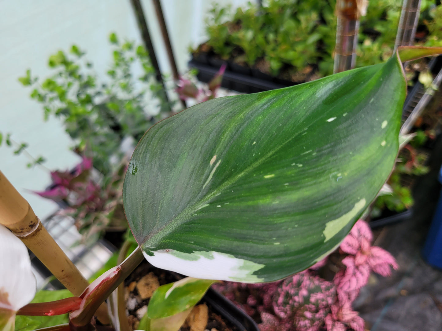 Philodendron ‘White Wizard’