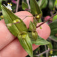 Gibasis Pellucida (Tahitian Bridal Veil)