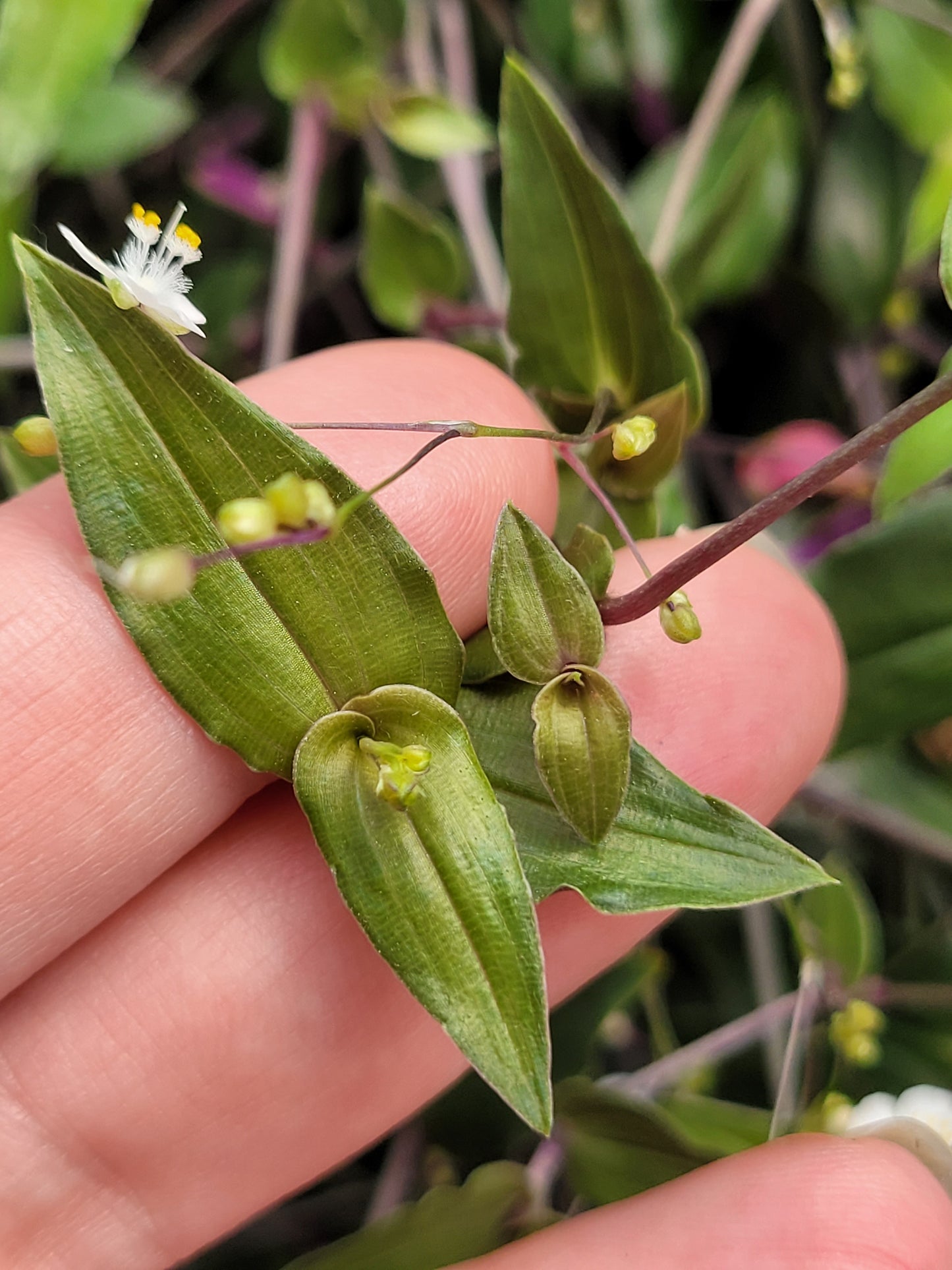 Gibasis Pellucida (Tahitian Bridal Veil)