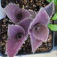 Tradescantia ‘Pale Puma’