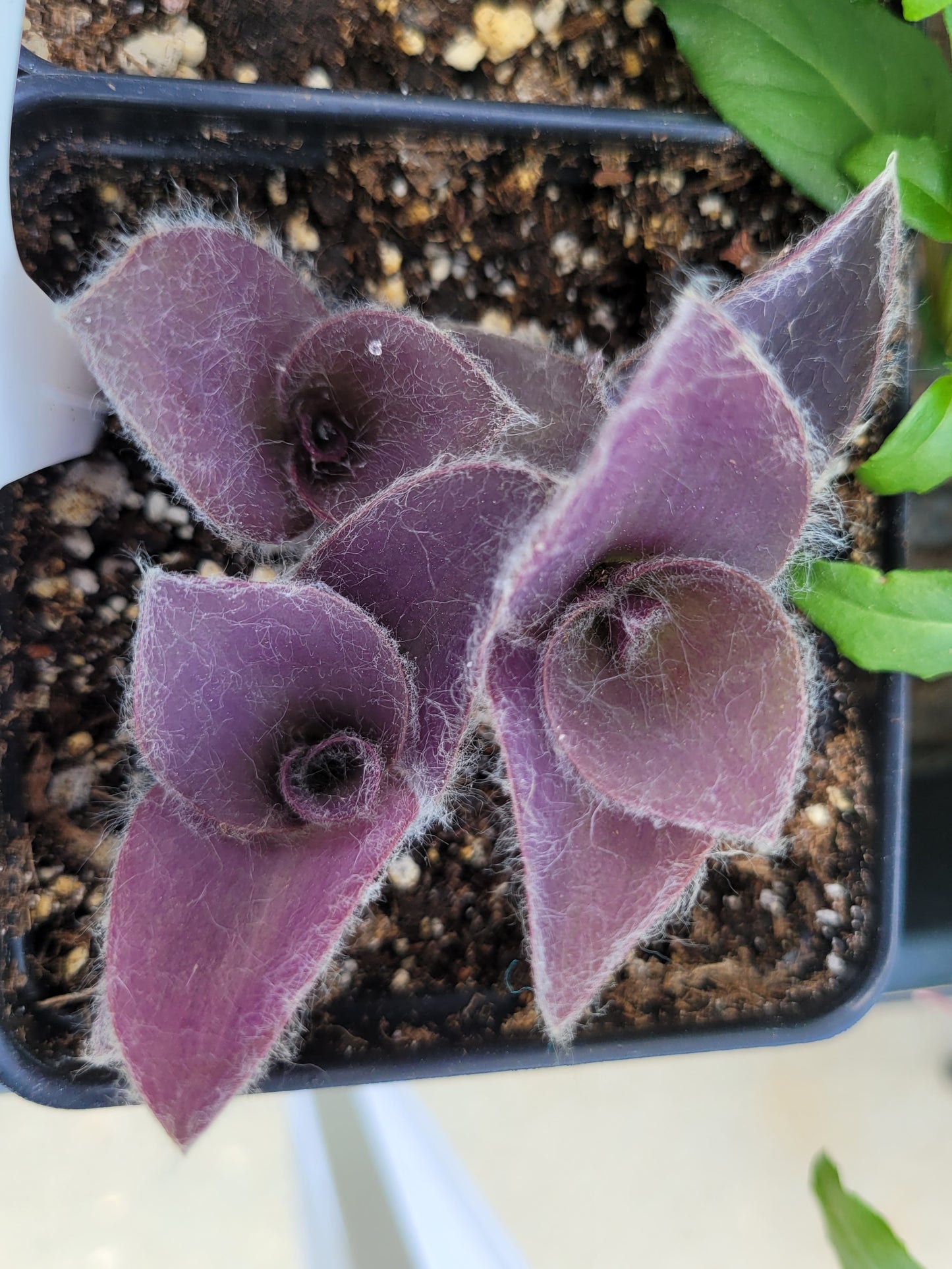 Tradescantia ‘Pale Puma’