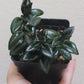 Nemantanthus Gregarius ‘Black Gold’ (Goldfish plant)