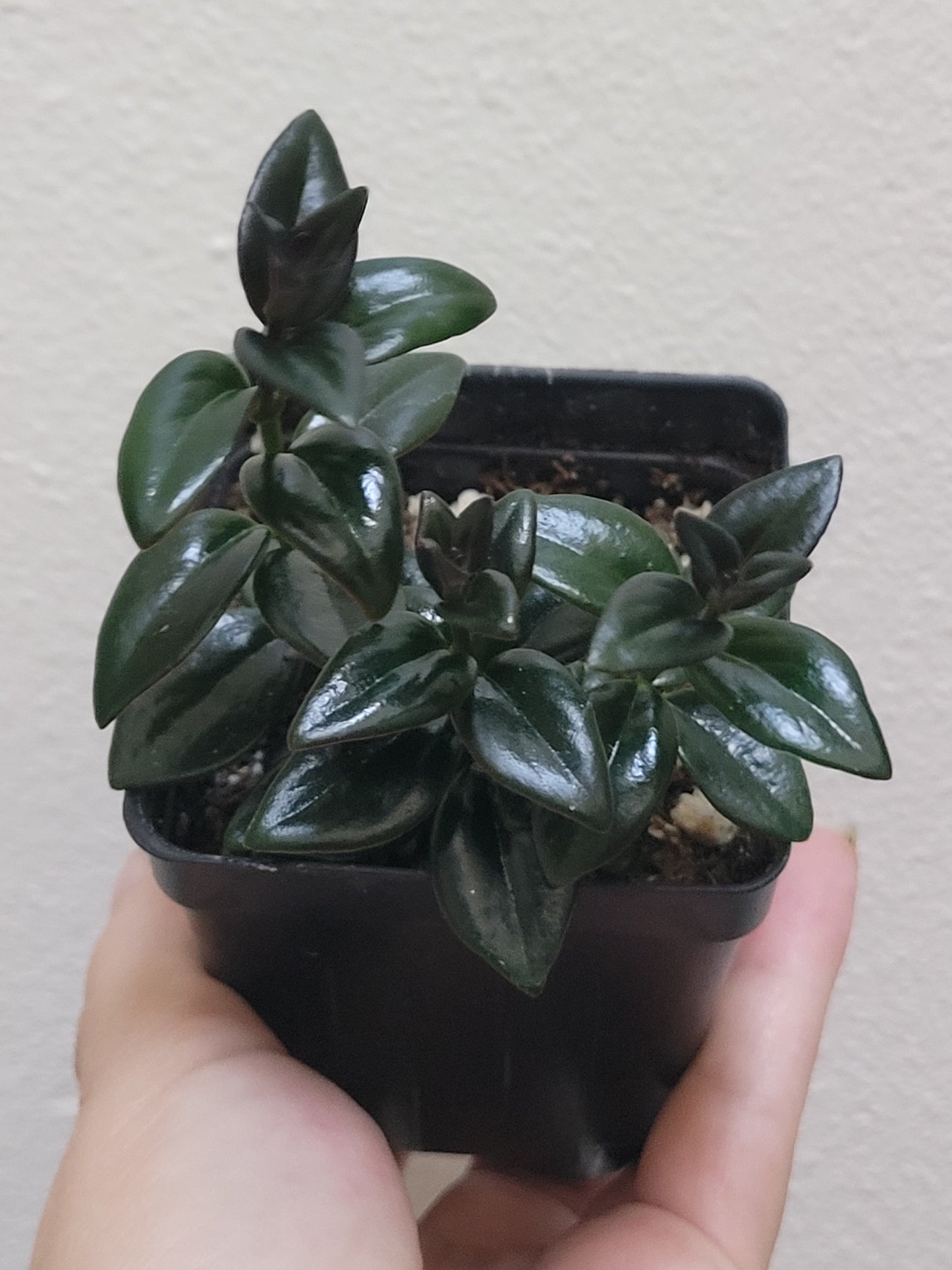 Nemantanthus Gregarius ‘Black Gold’ (Goldfish plant)