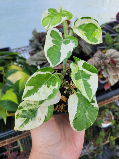 Epipremnum aureum ‘NJoy’ Pothos