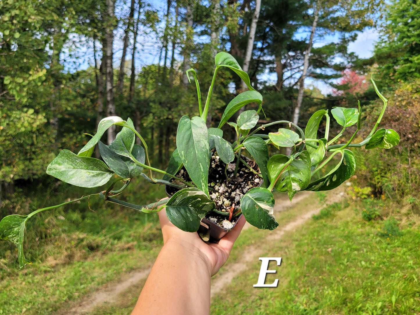 Epipremnum pinnatum ‘Albo-Variegata’