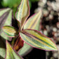 Tradescantia Zebrina ‘Quadricolor’