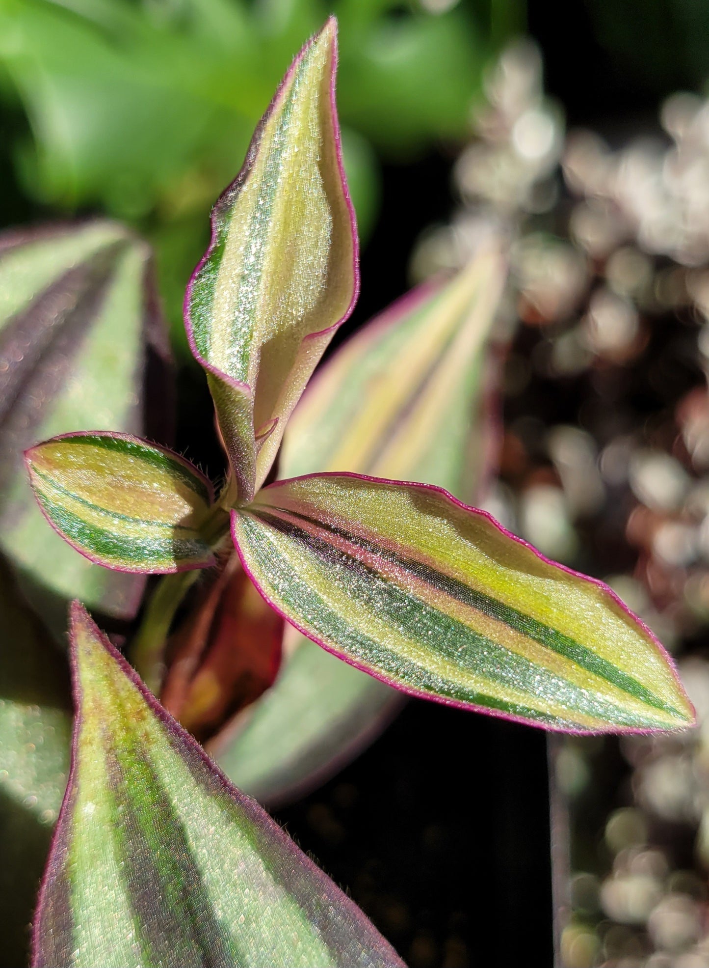 Tradescantia Zebrina ‘Quadricolor’