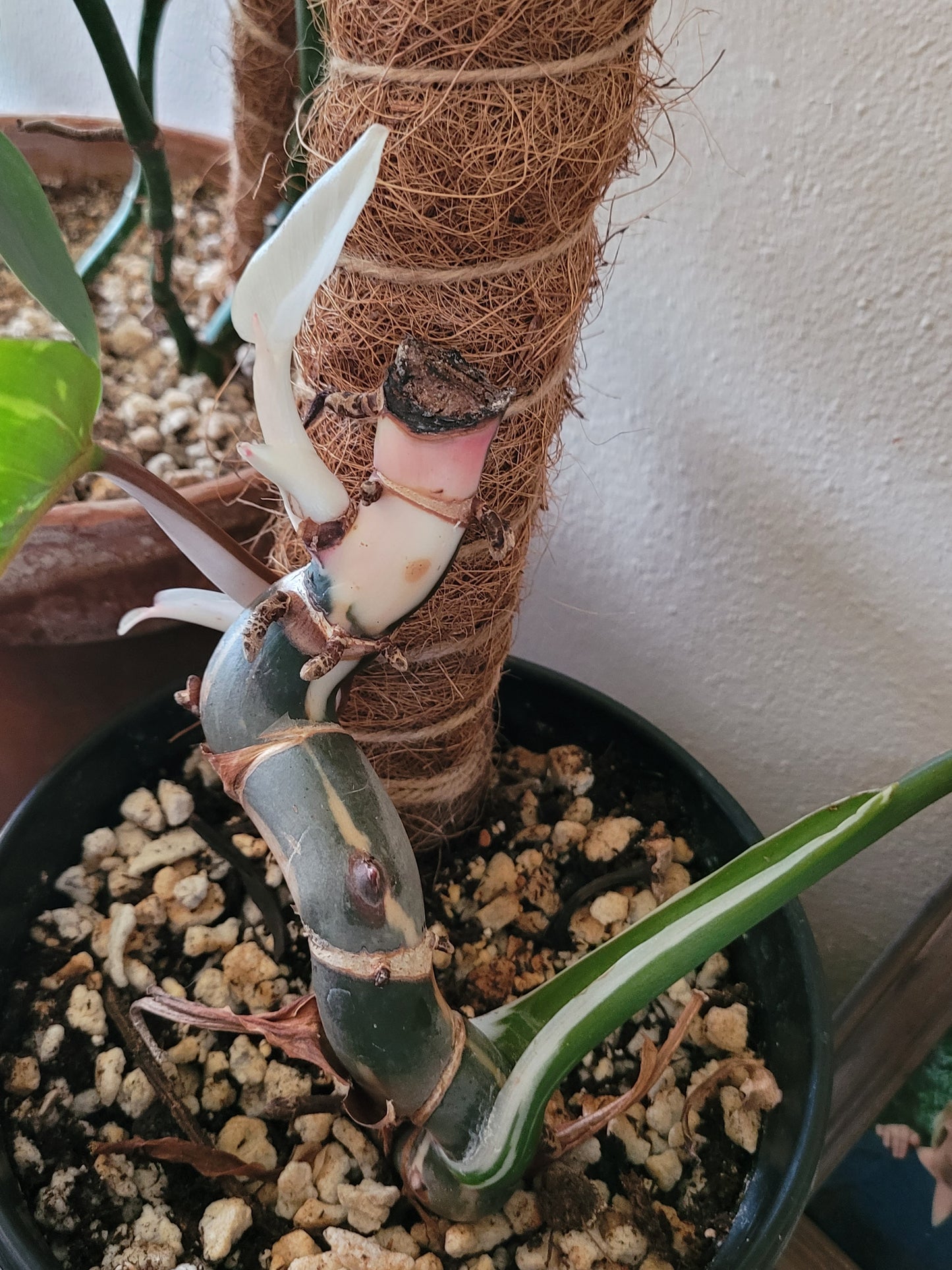 Philodendron ‘White Wizard’