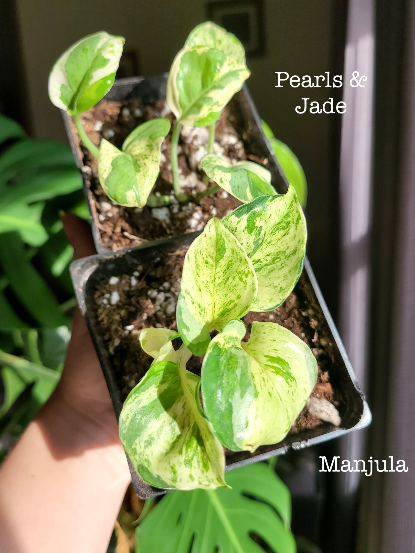 Epipremnum Aureum ‘Manjula’ Pothos