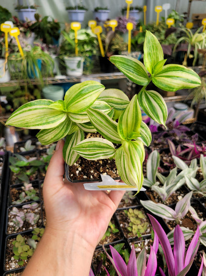 Tradescantia Fluminensis ‘Yellow Hill’