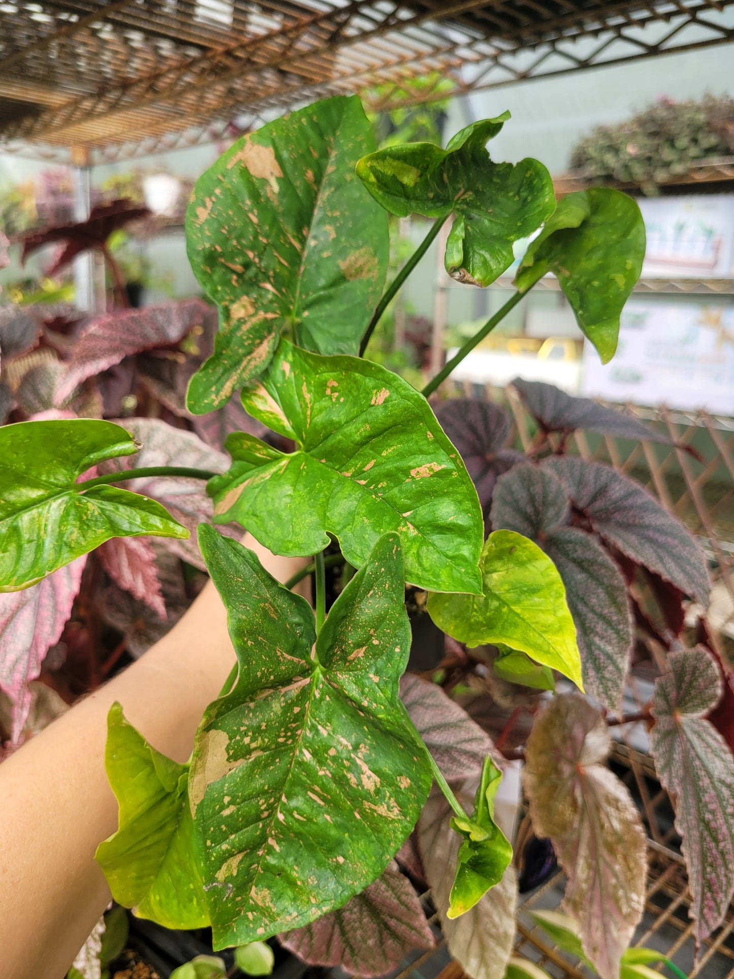 Syngonium Podophyllum ‘Pink Splash Allusion’