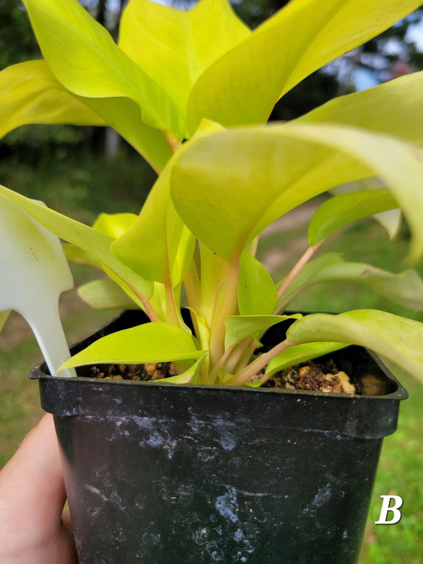 Philodendron Warscewiczii 'Aurea'