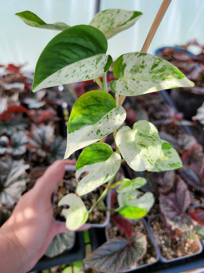 Epipremnum pinnatum ‘Marble’